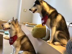 -Husky Go! 哈士奇体验馆·宠物咖啡厅狗咖