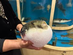 -天正河鲀·河豚亭(大连店)