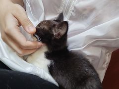 -楼上猫咖(罗湖店)