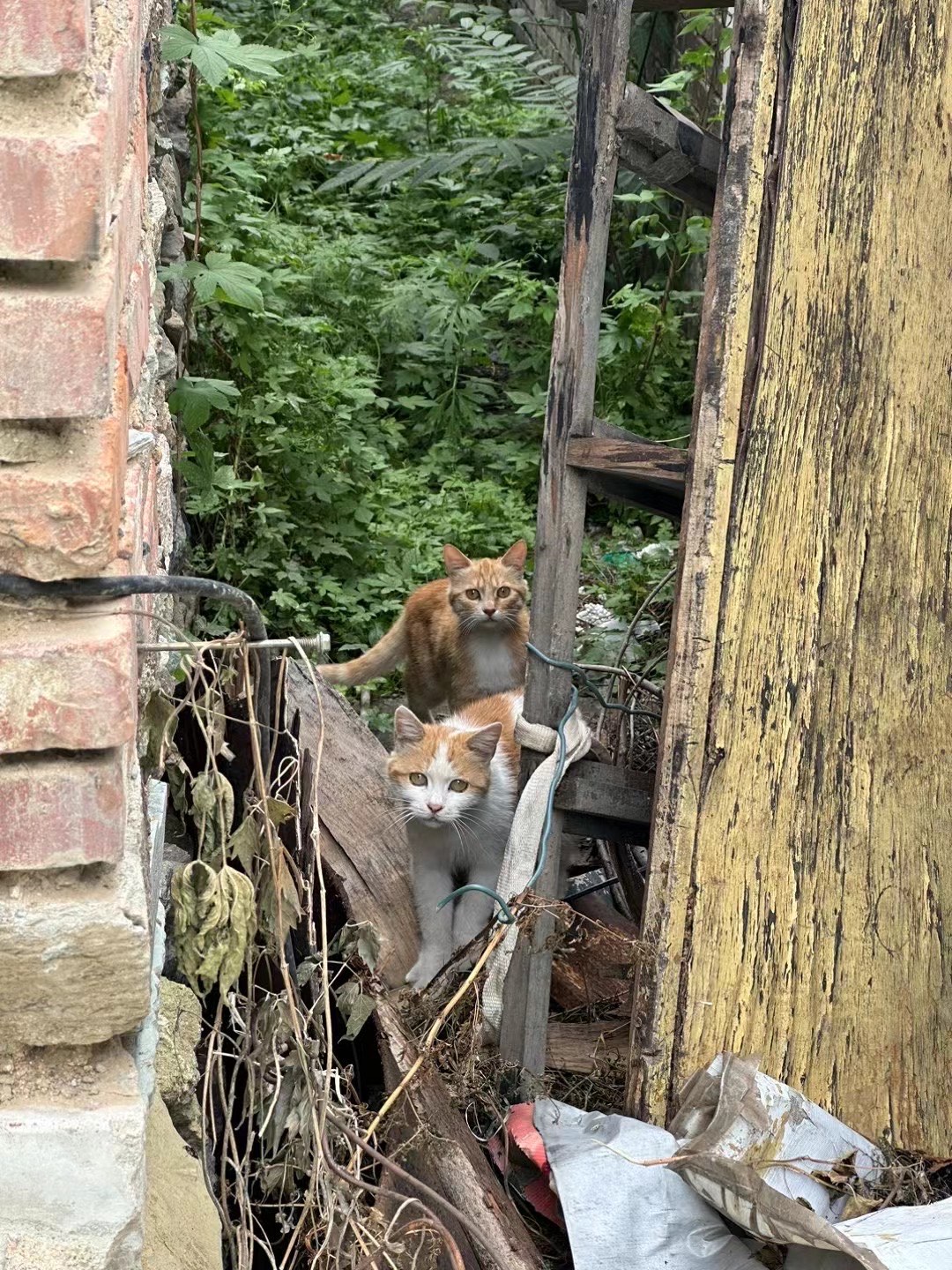 猫猫山村图片