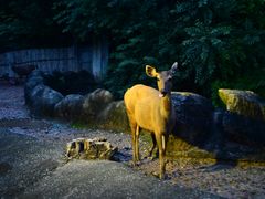 -清迈夜间动物园