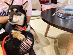 -逗柴咖啡屋·狗咖猫咖宠物桌游