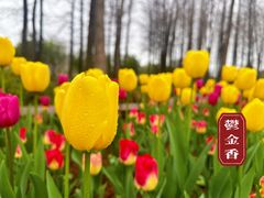 -顾村公园