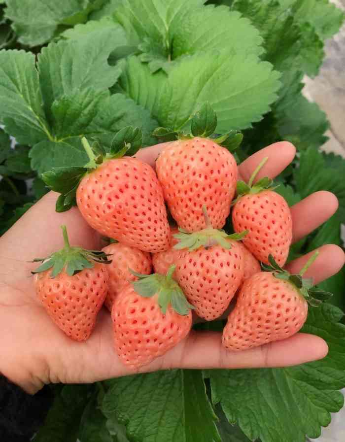 位于傅家边这里是一家精品草莓园味道很好的