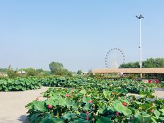-白洋淀景区