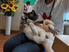 -绒爪撸猫下午茶·猫咖