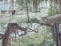 -小洲村
