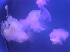 -多彩贵州城极地海洋世界