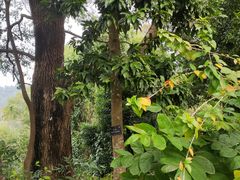-深圳仙湖植物园