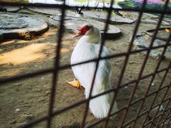 -河北村民俗体验园