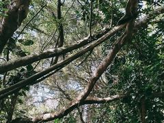 -海南热带野生动植物园
