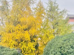 -四川大学(华西校区)