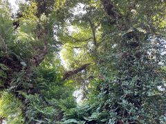 -星巴克(福州三坊七巷店)