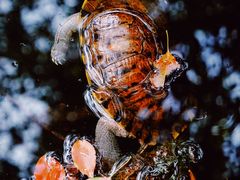 -南岳衡山风景名胜区-南岳大庙