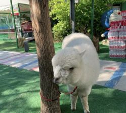 -萌宠亲子动物乐园(槐房万达店)