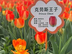 -荷兰花海