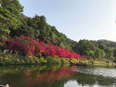-深圳仙湖植物园