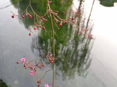 -百花洲