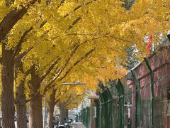 -三里屯东五街银杏大道