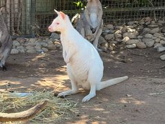 -费瑟代尔野生动物园