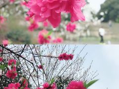 -南山植物园