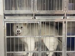 -帕帕拉兹宠物(亚洲旗舰店)