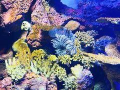 -上海海洋水族馆