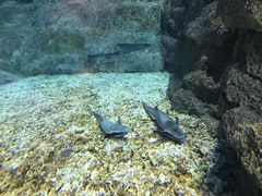 -绍兴梦享海洋公园