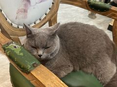 -猫小院猫主题餐厅(南锣旗舰店)