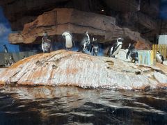 -海合安武汉极地海洋公园