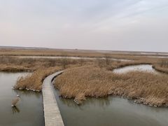 -盐城丹顶鹤湿地生态旅游区