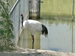 -盐城丹顶鹤湿地生态旅游区