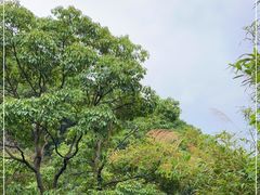 -南海湾森林生态园