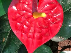 -合肥滨湖国家森林公园