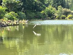 -深圳仙湖植物园
