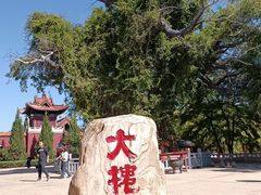 -大槐树寻根祭祖园