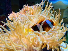 -太平洋海底世界