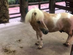 -清迈夜间动物园