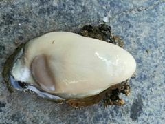 -蠔门宴海鲜城·阳江特色菜