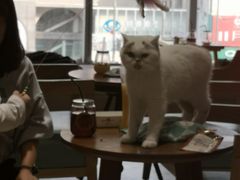 大堂-藏猫猫咖啡主题馆(中央大道店)