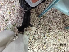 -成发鱼生