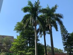 -枫盈轩中餐厅(枫丹白鹭酒店)