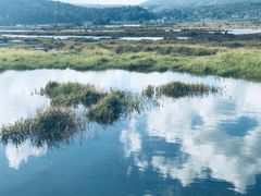-腾冲北海湿地