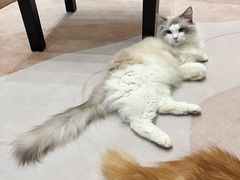 -酷豆宠物咖啡·宠物美食·撸猫馆