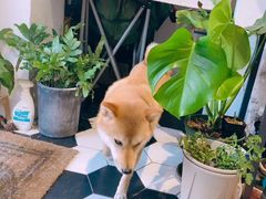 -About Bistro關於·泰式家庭料理