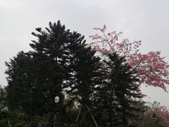 -美的鹭湖探索王国