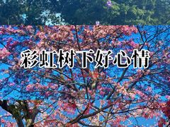 -风云岭森林公园