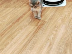 -COLOR PETS 撸猫馆·购猫·猫咖(长风大悦城店)