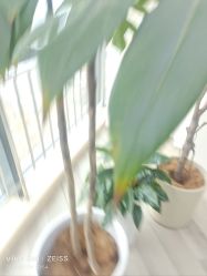 -HEYAN荷妍专业脱毛连锁机构
