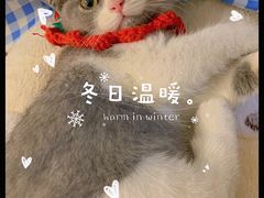 -lincat·猫舍(广州店)